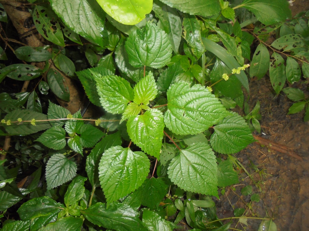 Laportea interrupta (L.) Chew